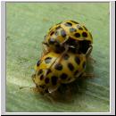 Thea vigintiduopunctata - Zweiundzwanzigpunkt 11.jpg